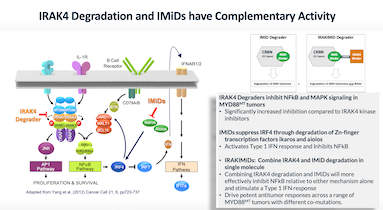 KTX-120, A Novel IRAKIMiD Degrader of IRAK4 and IMiD Substrates, Shows_IMAGE