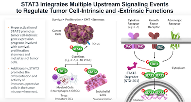 Mechanisms of Anti-Tumor Activity of STAT3 Degraders in Lymphoma_IMAGE