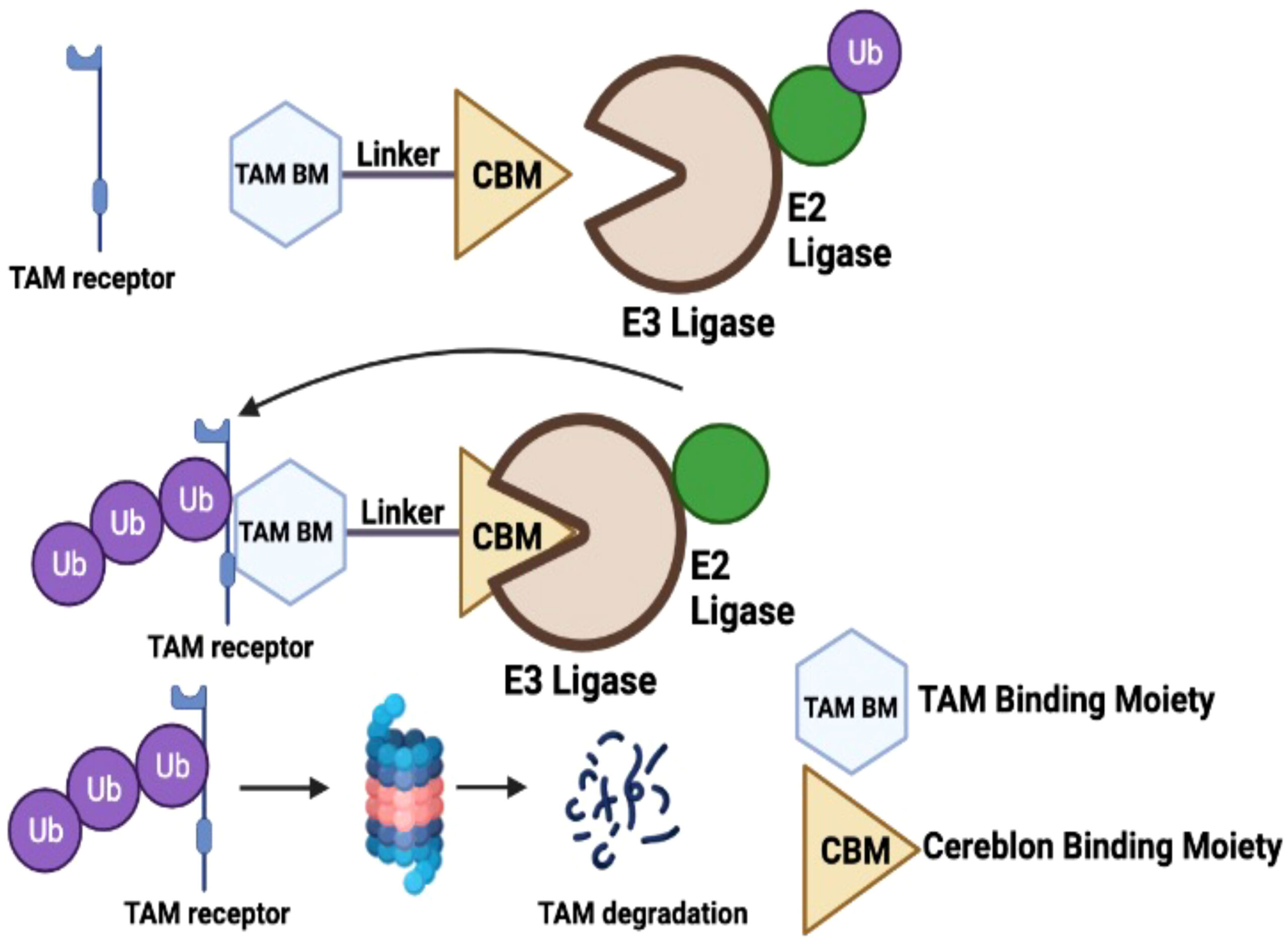 KYMR Frontiers in Immunology Paper