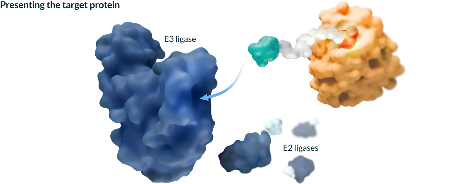 Step 2 of 4: Kymera’s tri-colored heterobifunctional degrader molecule presents the disease-causing protein to an E3 ligase.