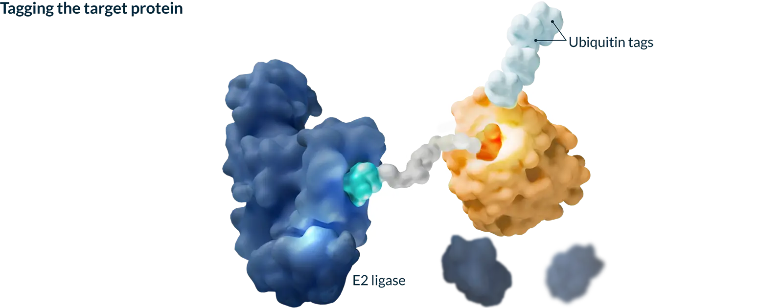 Step 3 of 4: The disease-causing protein is tagged for destruction by the E3 ligase.