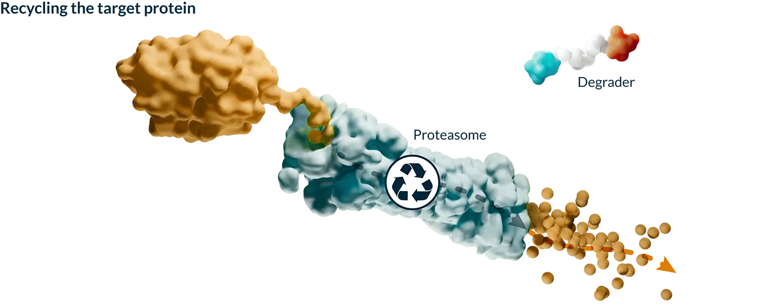 Step 4 of 4: Kymera’s tri-colored heterobifunctional degrader molecule transports the disease-causing protein to a proteasome for recycling.