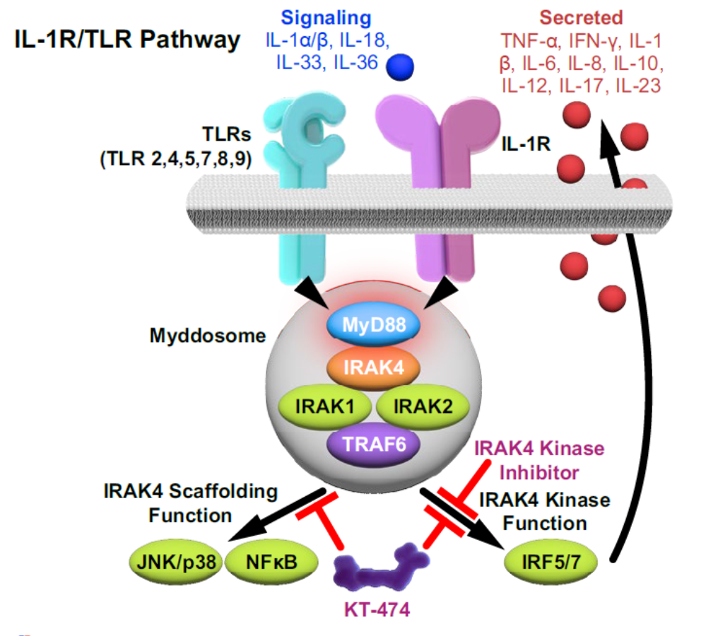 IRAK4-Pathway-Image