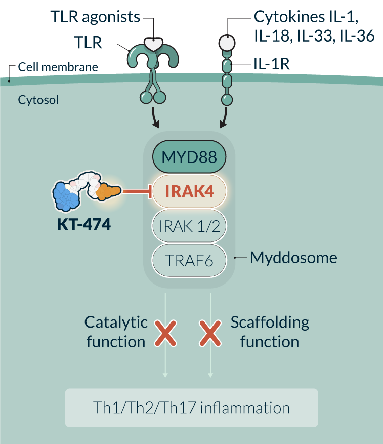 kymeratx-science-and-innovation_pipeline-IRAK4