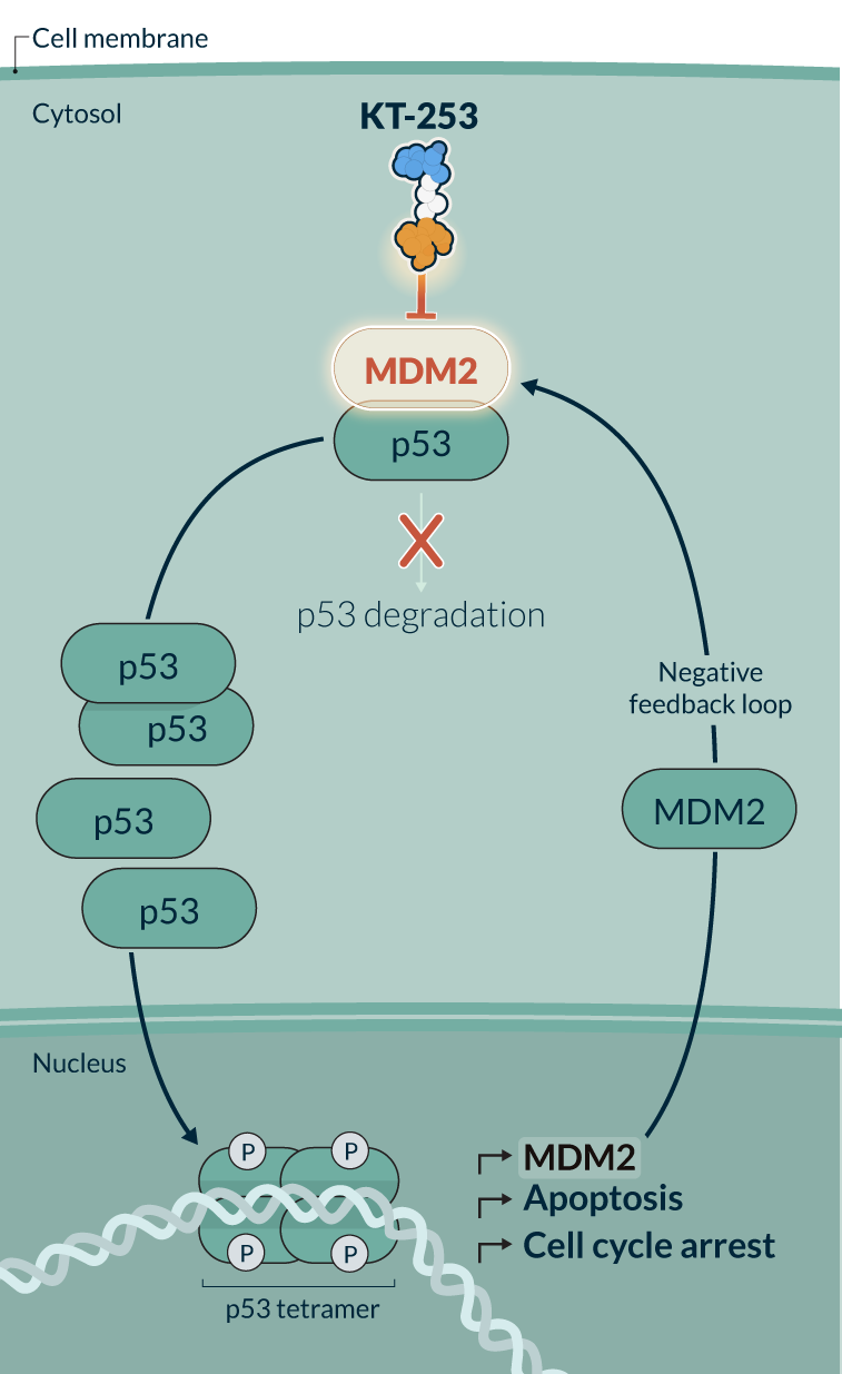 kymeratx-science-and-innovation_pipeline-MDM2