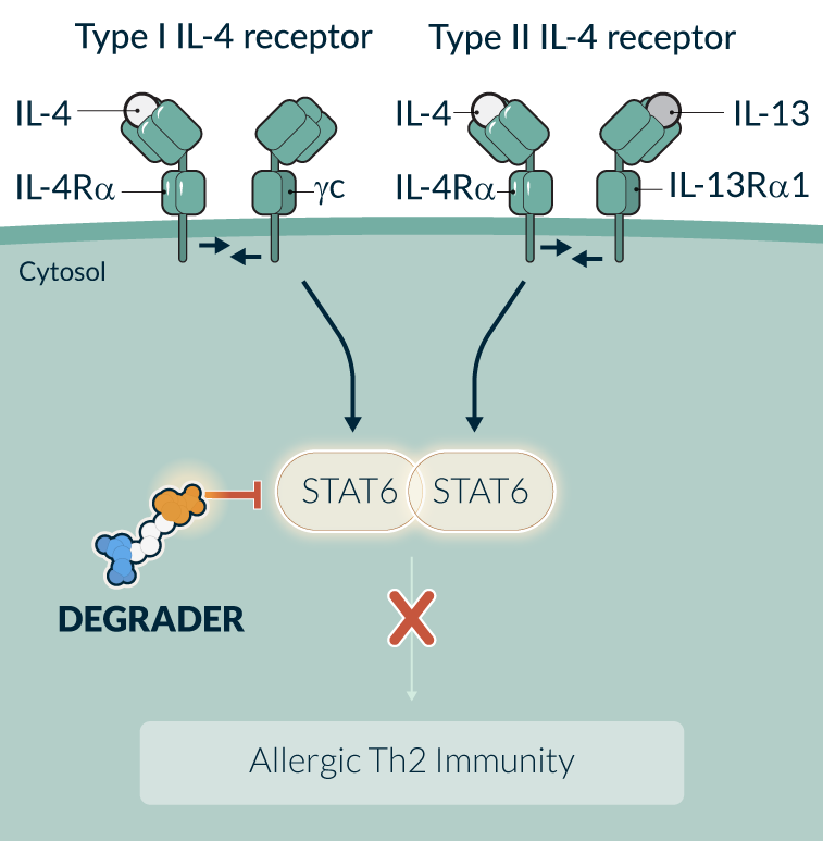 kymeratx-science-and-innovation_pipeline-STAT6