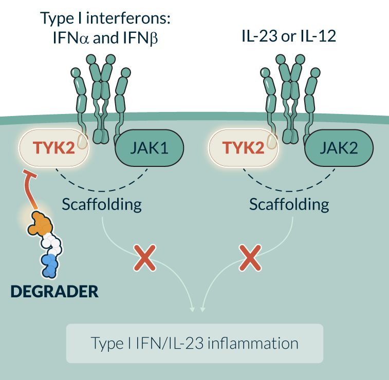 kymeratx-science-and-innovation_pipeline-TYK2