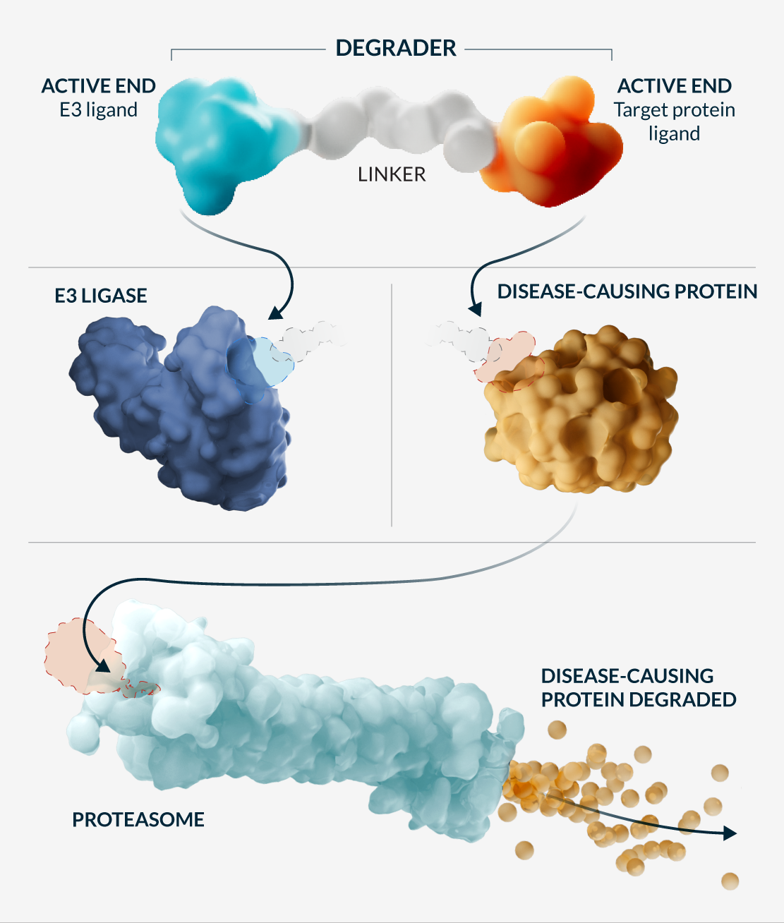 kymeratx_science-and-innovation_our-approach_how-TPD-works