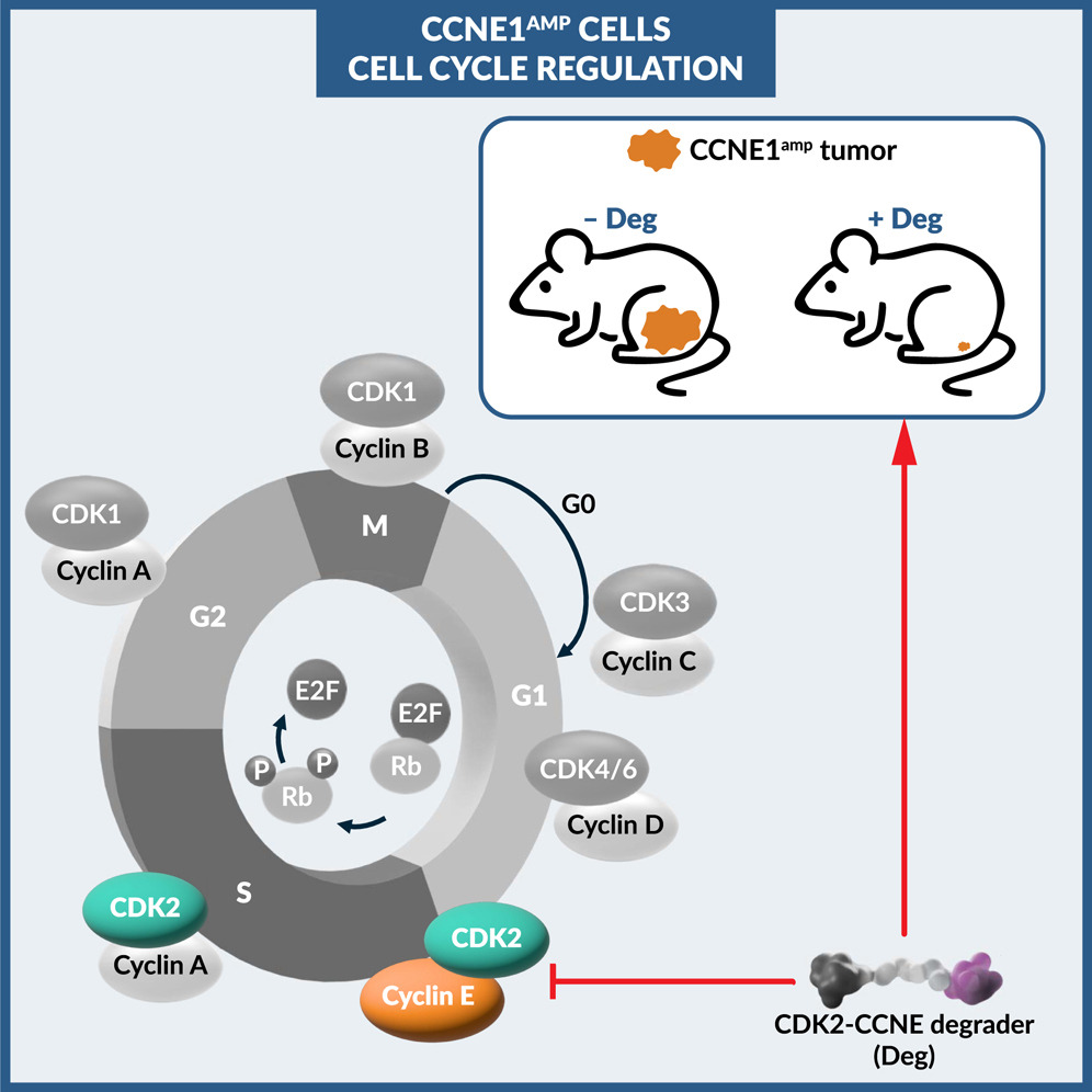 Cell Chemical Biology Publication Image April 2025