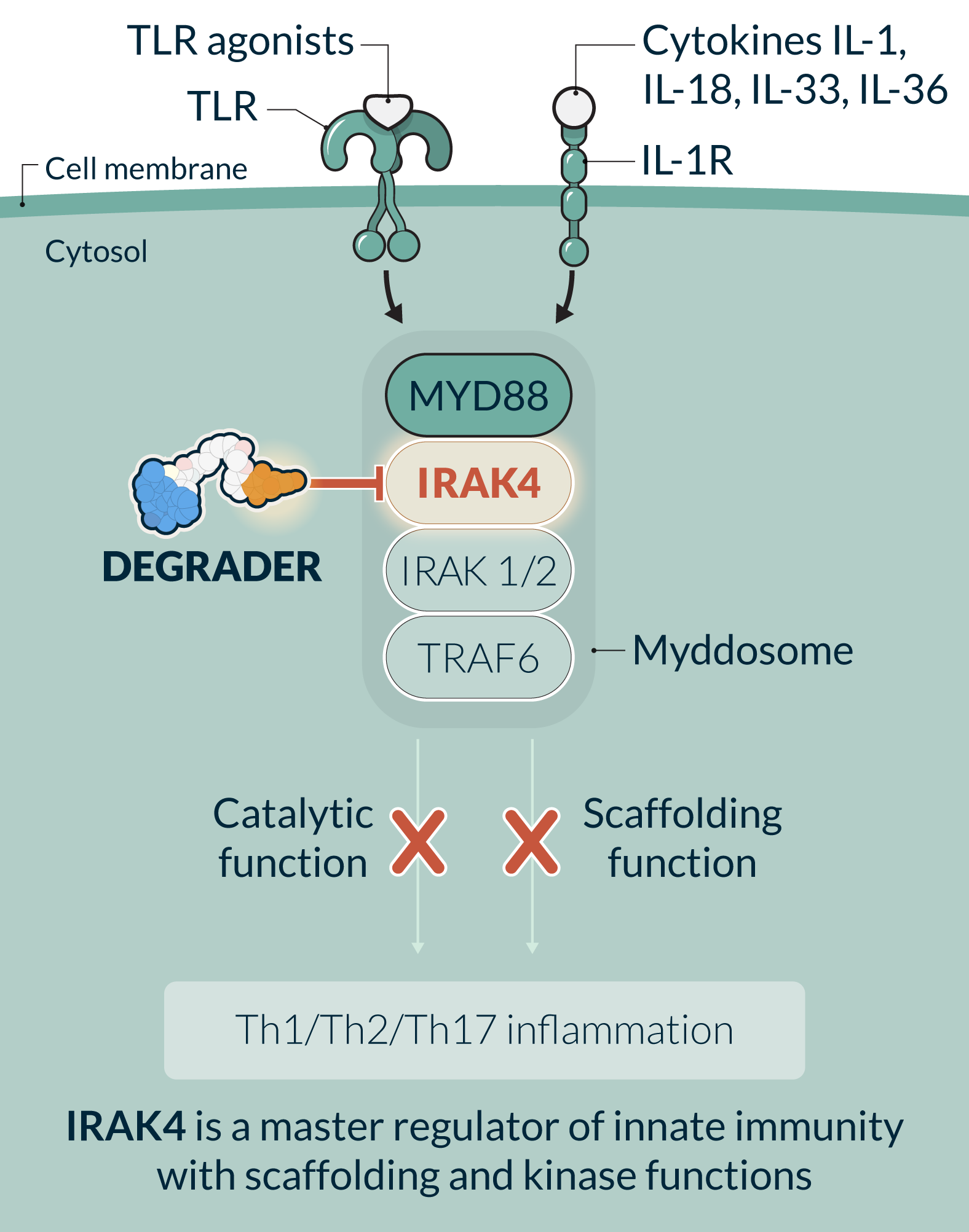 Kymera_IRAK4pathway_v102