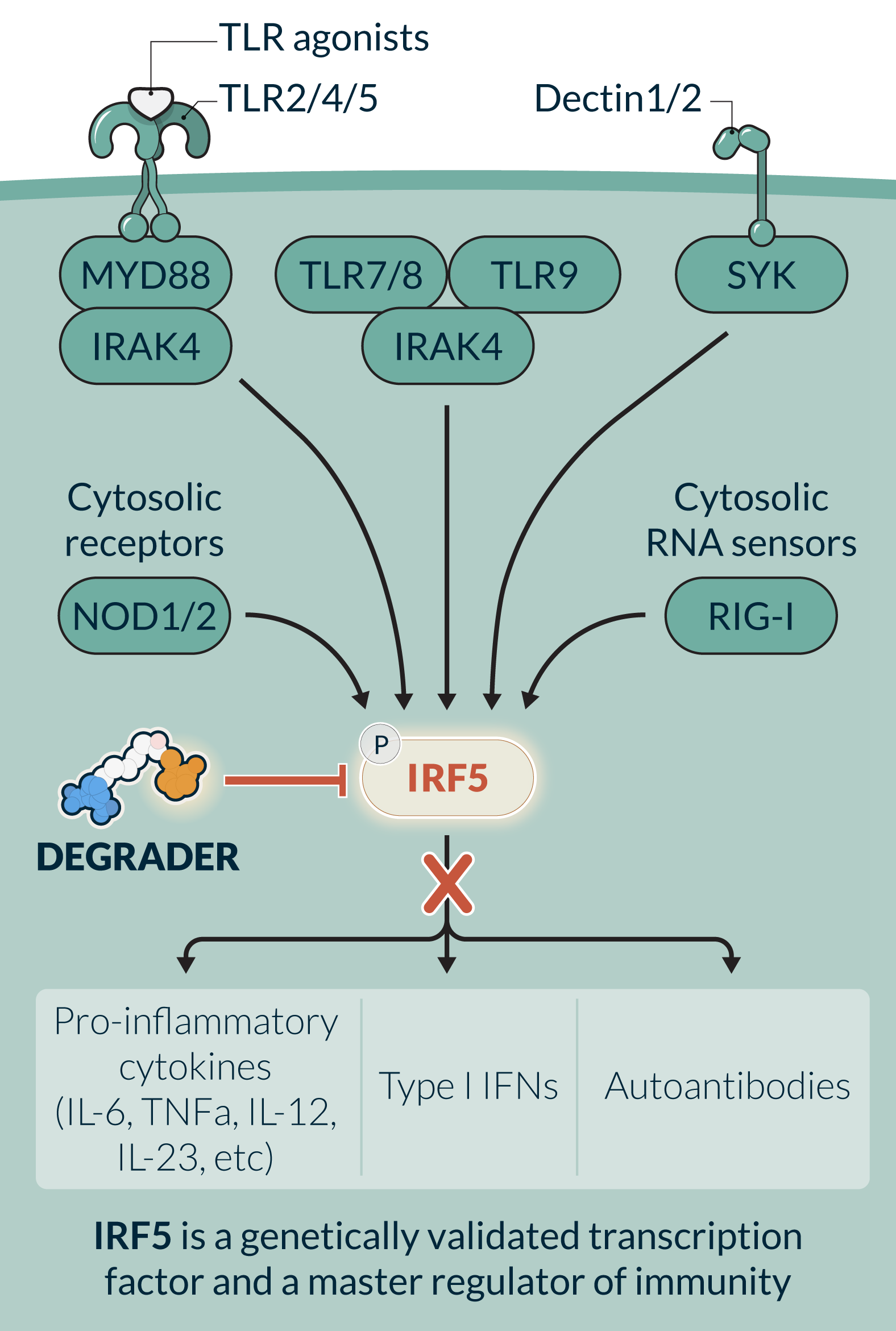 Kymera_IRF5 pathway_v102