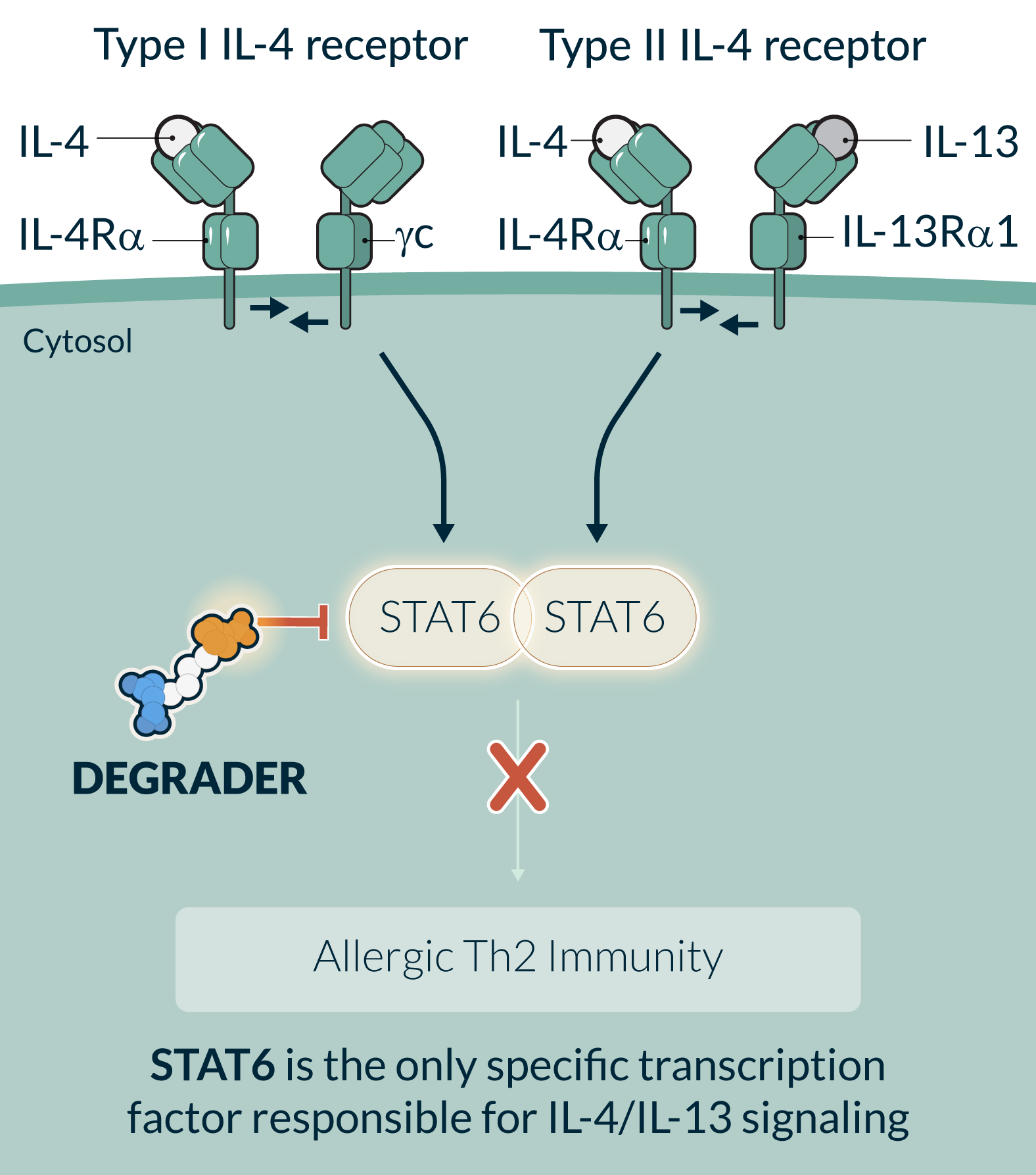 Kymera_STAT6pathway_v102